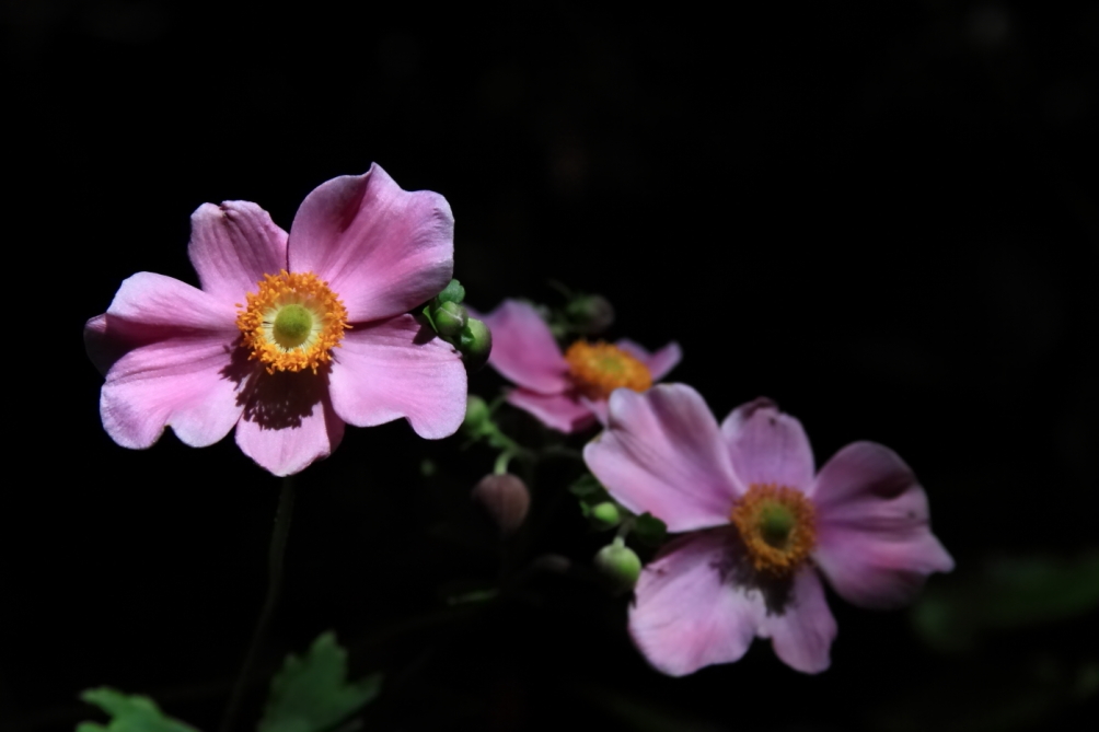 2010 09 05 IMG 07184